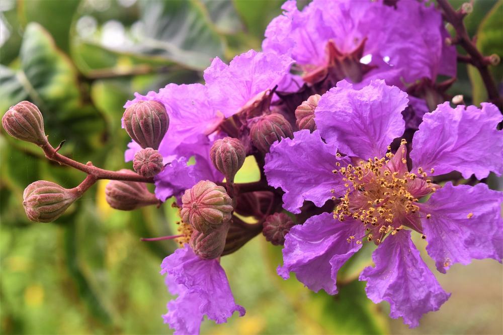 Banaba Flower (Lagerstroemia speciosa) - By MarvinBikolano