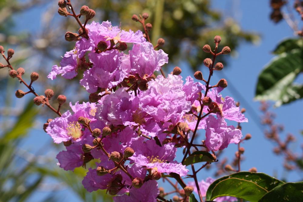 Banaba Flower (Lagerstroemia speciosa) - Photo by Jan Smith from Brisbane, Australia