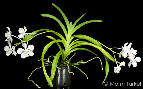 Barong Bestida (Vanda Javierae)