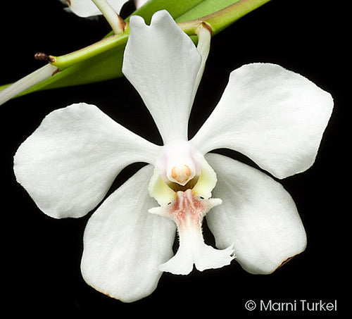 Barong Bestida (Vanda Javierae)