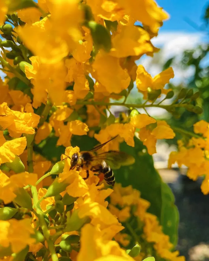 Bee collecting pollen from Narra Blossom (Photo Source: 10 Most Beautiful Flowers from the Philippines)